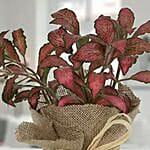 Lovely Fittonia Plant N Jute Wrapped Pot