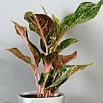 Pink Aglaonema Plant in Silver Plastic Plant