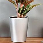 Pink Aglaonema Plant in Silver Plastic Plant