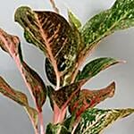 Pink Aglaonema Plant in Silver Plastic Plant