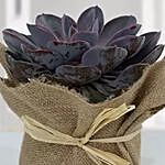 Purple Echeveria Jute Wrapped Plant