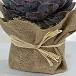 Purple Echeveria Jute Wrapped Plant