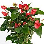 Red Anthurium Plant