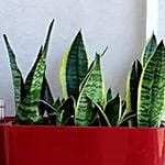 Sansevieria Plant in Red Plastic Pot