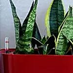 Sansevieria Plant in Red Plastic Pot