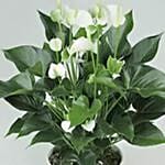 White Anthurium Plant