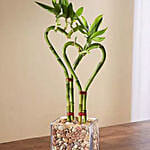 Heart Shaped Bamboo Plant In Glass Vase