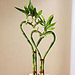 Heart Shaped Bamboo Plant In Glass Vase