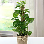 Jute Wrapped Epipremnum Aureum Plant