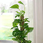 Jute Wrapped Epipremnum Aureum Plant