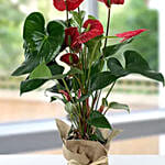 Red Anthurium Jute Wrapped Potted Plant