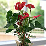 Red Anthurium Jute Wrapped Potted Plant