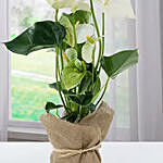 White Anthurium Jute Wrapped Potted Plant