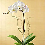 White Orchid Plant In Glass Vase