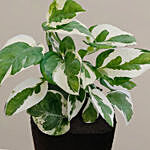 Foliage Epipremnum Plant