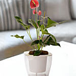 Alluring Red Anthurium Plant