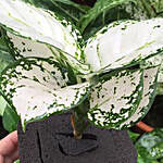 Dracaena Surculosa Aurea Plant