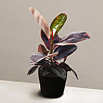 Exotic Ficus Elastica Ruby Plant