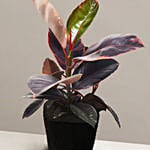 Exotic Ficus Elastica Ruby Plant