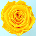 Lovely Yellow Forever Rose With Rocher