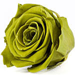 Olive Green Forever Rose In Acrylic Box