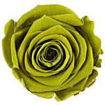 Olive Green Forever Rose In Acrylic Box