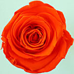 Orange Forever Rose Enclosed In Acrylic Box