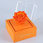 Orange Forever Rose In Orange Box