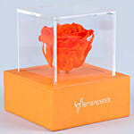 Orange Forever Rose In Orange Box