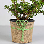 Air Purifying Jade Plant