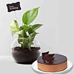 Bday Money Plant & Chocolate Cake