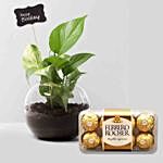 Bday Money Plant & Ferrero Rocher