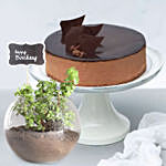 Birthday Jade Plant & Chocolate Cake
