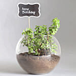 Birthday Jade Plant & Chocolate Cake