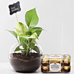 Birthday Money Plant & Ferrero Rocher