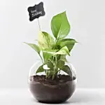 Birthday Theme Money Plant