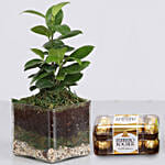 Ficus Compacta Terrarium & Ferrero Rocher