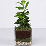 Ficus Compacta Terrarium & Ferrero Rocher