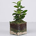 Ficus Compacta Terrarium & Ferrero Rocher