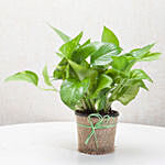 Green Leafy Money Plant