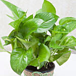 Green Leafy Money Plant
