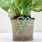 Green Leafy Money Plant