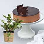 Jade Plant & Chocolate Cake