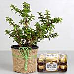 Jade Plant & Ferrero Rocher