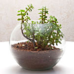 Jade Plant In Round Vase