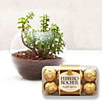 Jade Plant In Round Vase & Ferrero Rocher