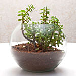 Jade Plant In Round Vase & Fruit Cake