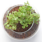 Jade Plant In Round Vase & Fruit Cake