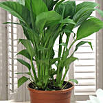Leafy Green Peace Lily Plant