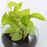 Leafy Money Plant Round Vase